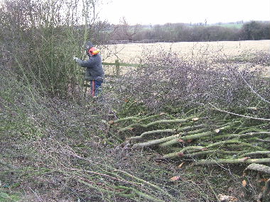 Client untangling bramble and blackthorn
