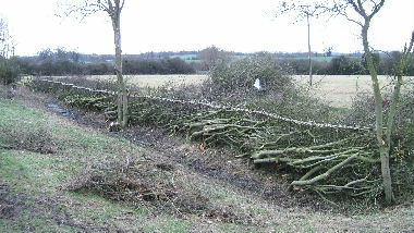 Final view of laid hedge