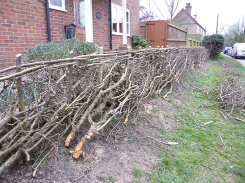 Hedge              laid