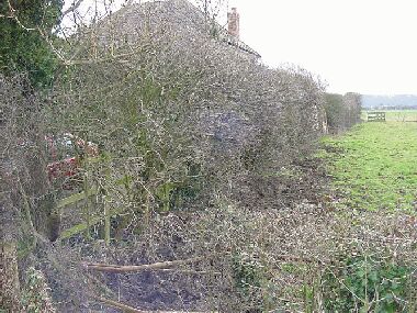 General view of front hedge before laying