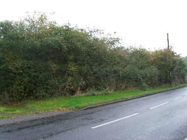 General view of hedge before laying