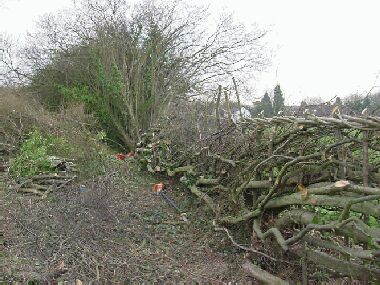 No shortage of material to work with in this overgrown hazel hedge!
